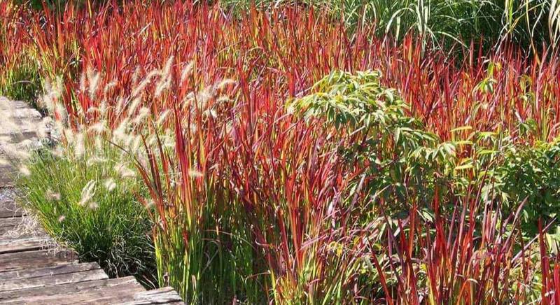 Императа или аланг-аланг: советы по выращиванию орнаментной травы