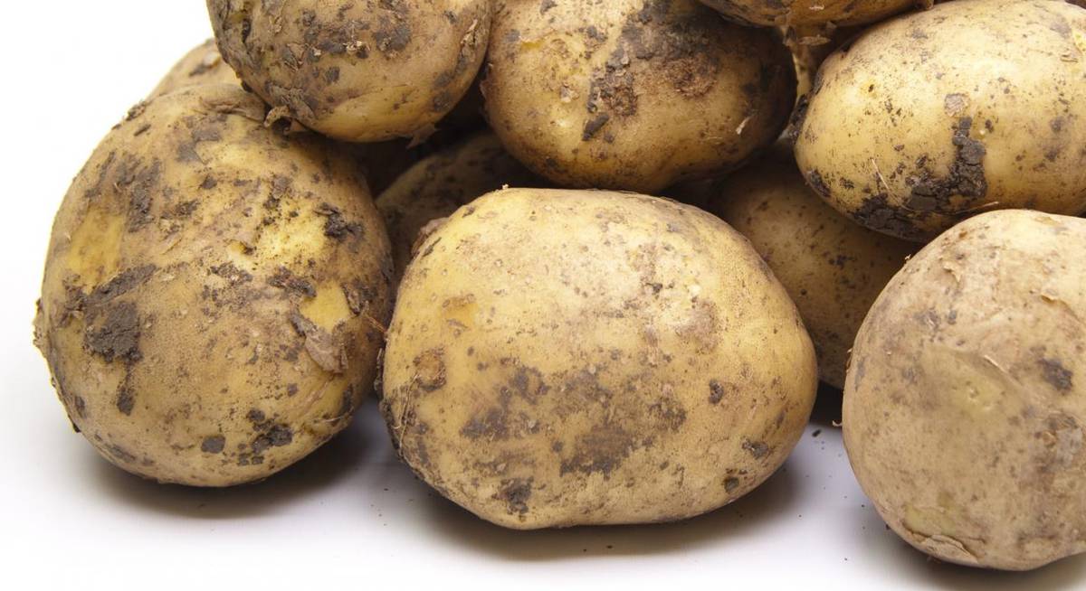 Какие ранние сорта картофеля. Картофель Тимо Ханккиян. Сорт картофеля Тимо. Сорт картофеля Импала. Картофель семенной Импала.