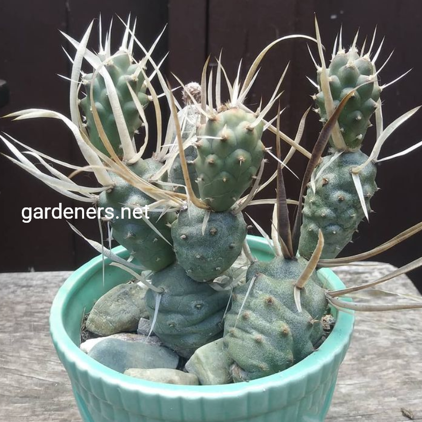 Tephrocactus articulatus  diadematus