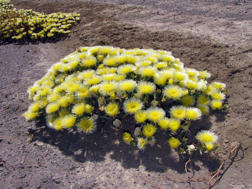 Mesembryanthemum eurystigmatum