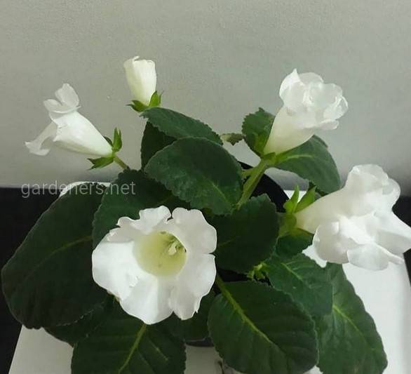 Gloxinia Mont Blanc