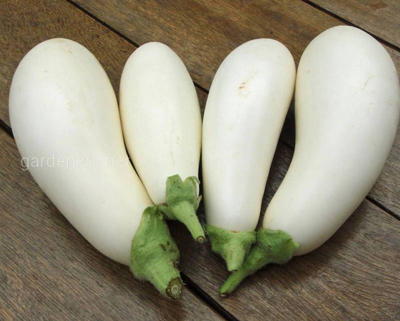 Як правильно вирощувати білий баклажан?