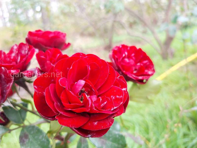 Добірка найкрасивіших сучасних троянд для вашого саду!