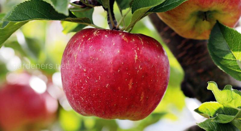 ТОП-5 кращих сортів яблук для сидру: особливості створення сидру в домашніх умовах