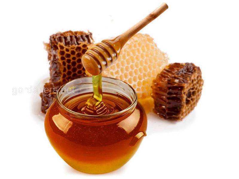 Цілющі властивості прополісного меду
