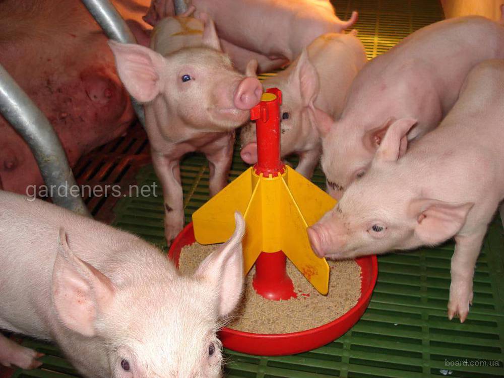 Комбікорм для свиней