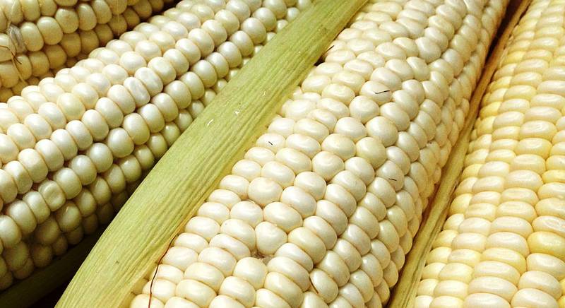 Сорта белой кукурузы для выращивания в этом сезоне