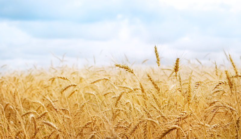Як досягти успіху при позакореневому підживленні пшениці?