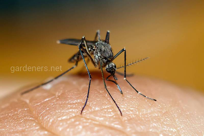 Методы борьбы с окрылёнными кровососущими комарами