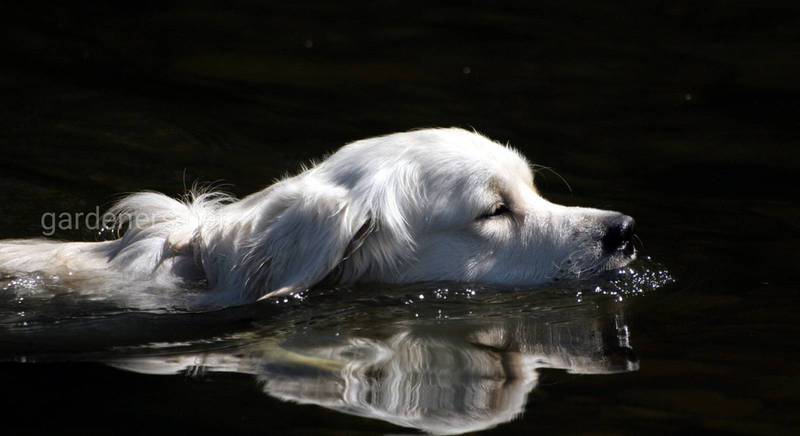 Десять пород собак, которые обожают воду