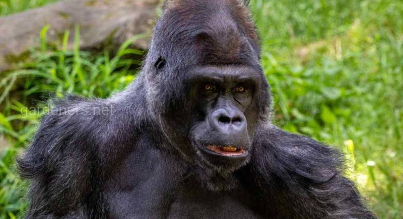 7 цікавих фактів про горил!