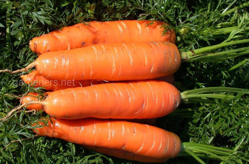 Склад помаранчевої моркви