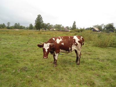 Айрширская порода коров