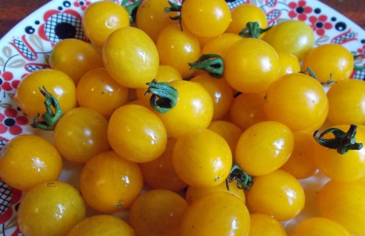 Сорт томата Золотой фейерверк