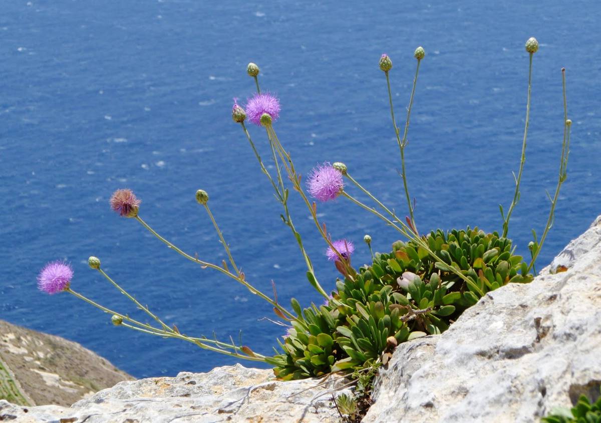 цветок Мальты