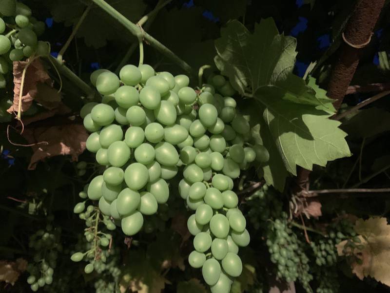 Виноград сорт Піно-грі
