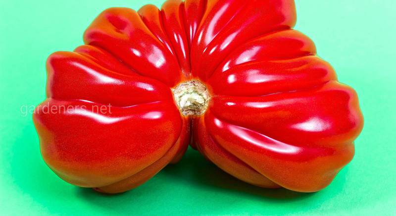 Освідчення в коханні на городніх грядках: ТОП-10 сортів серцеподібних томатів із фото
