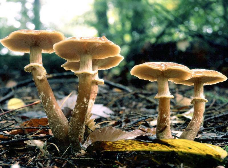 10 интересных фактов о грибах 