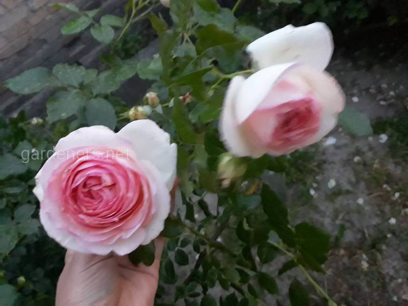 Дамасская роза