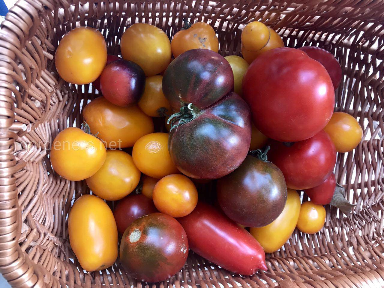 Томат огородник ранний. Огородник с помидорами. Богатый урожай томатов. Ранние томаты: как получить урожай в июне. Купить семена томата огородник