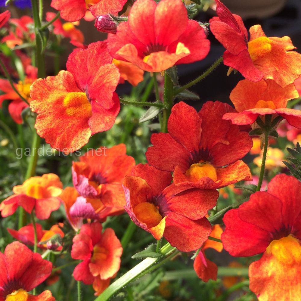 Nemesia Sunsatia Blood «Orange»