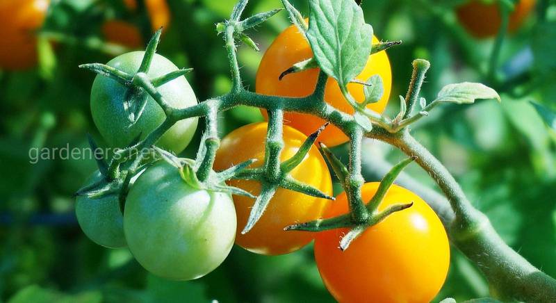 Кращі способи підв'язки томатів - навіщо, чому і як?  Основні помилки підв'язки томатів