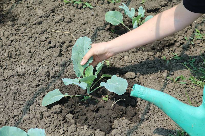 Какие преимущества прямой посадки капусты в грунт?