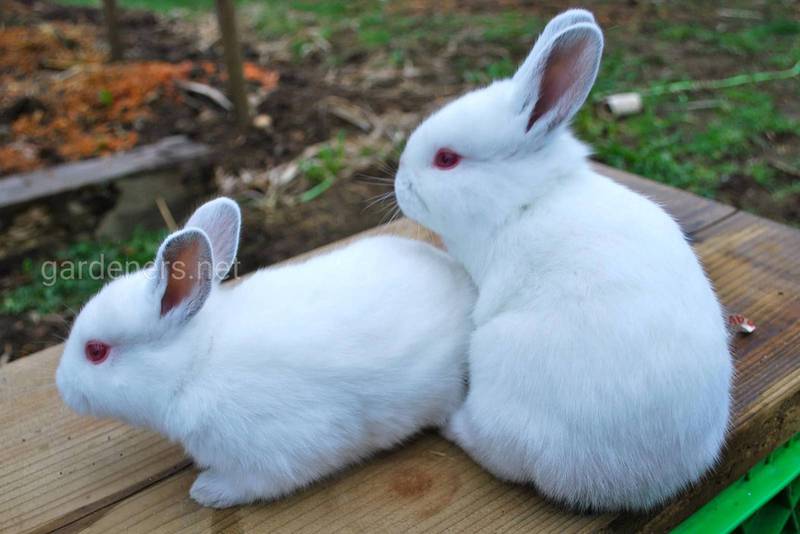 Почему стоит начать разводить кроликов?