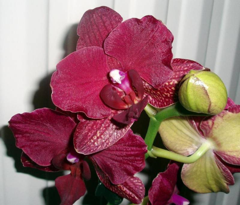 Що впливає на хороший стан та цвітіння фаленопсису?