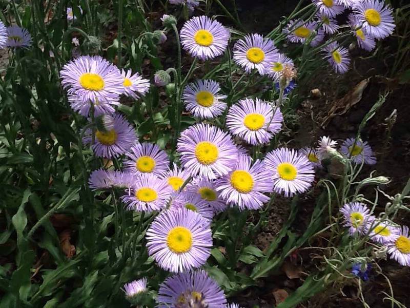 Астра ромашковая