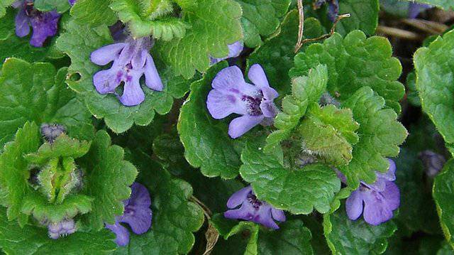 Будра плющевидная