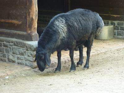 Гиссарская овца
