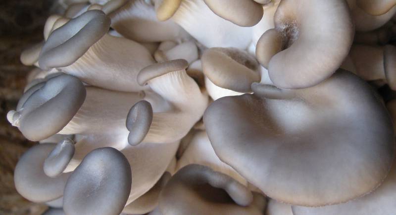 Вешенки: Как вырастить грибы просто у себя в подвале? 