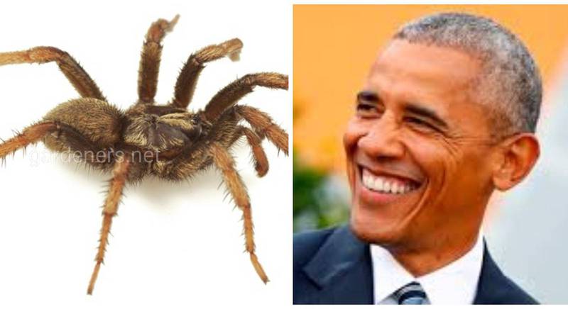 Знайомтесь - павук Барак Обама, який будує пастки своїм необачним жертвам