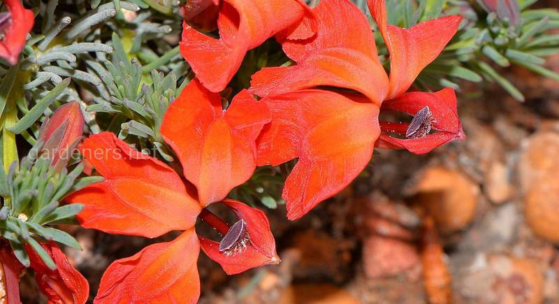 Леченаультія - високоцінна декоративна рослина
