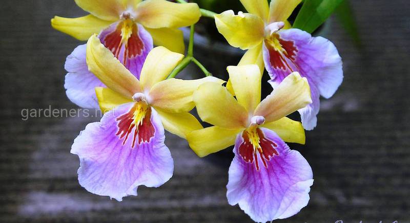 Уход за капризной красавицей орхидеей Мильтонией