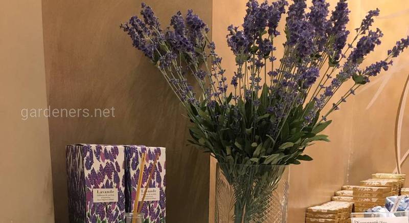 Цветы в парфюмерной индустрии-Парижский музей парфюмерии 