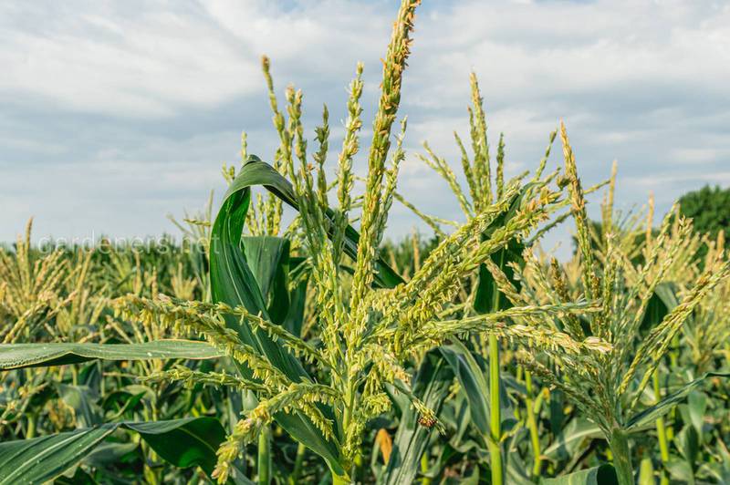 Вирощуємо кукурудзу. Сухі вітри знижують урожайність кукурудзи