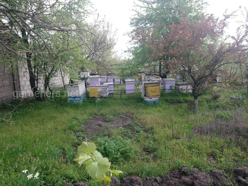 Как происходит заражение на пасеке и почему важна хорошая подготовка пчеловодов?
