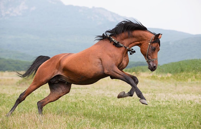 Теннессийская прогулочная лошадь