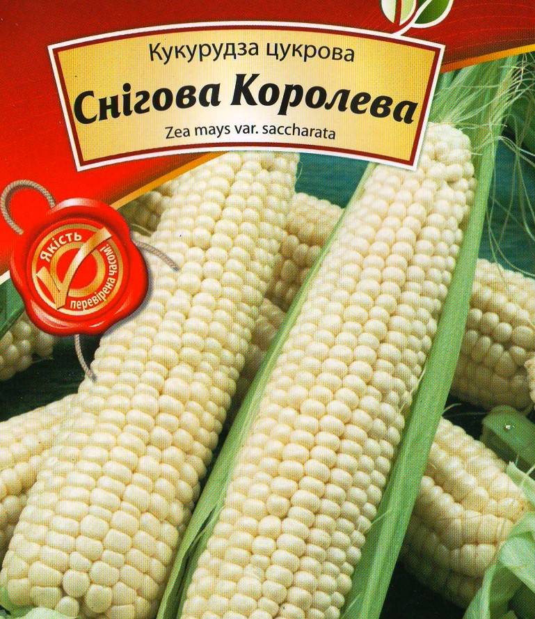Сорт кукурузы Снежная королева
