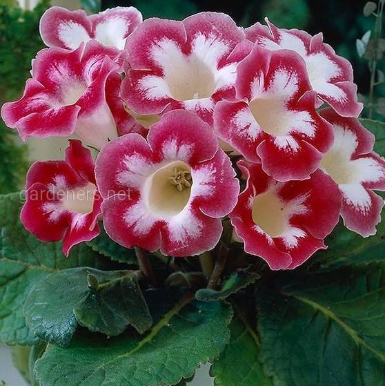 Gloxinia Blanche de Meru