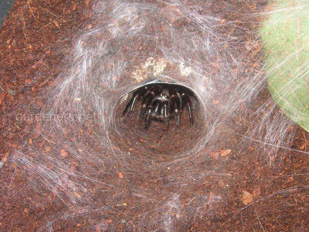 Сиднейский воронкообразный паук