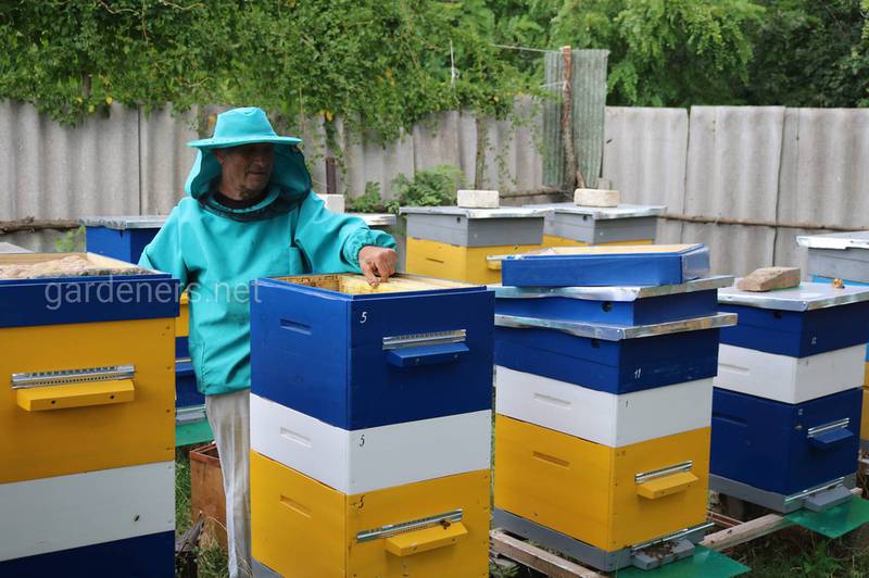Як відбувається зараження на пасіці та чому необхідна хороша підготовка бджолярів?