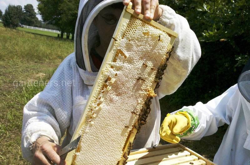 Чем питаться пчелам зимой? Антибиотики - запрещены