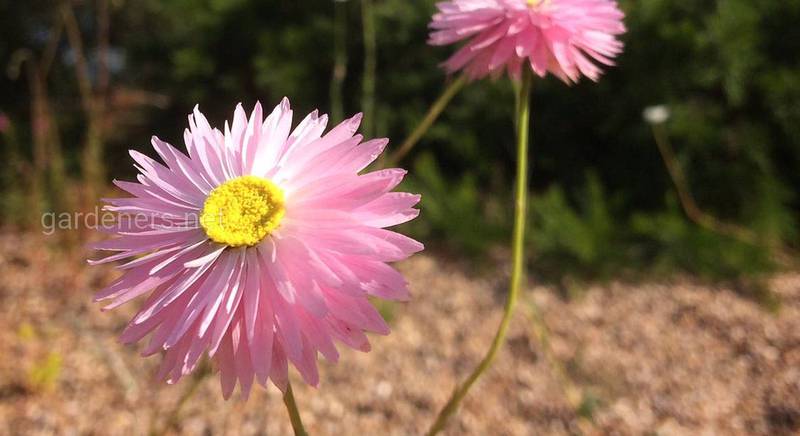 Акроклинум: как вырастить красивый цветок в саду
