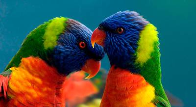 Птица Лорикет многоцветный