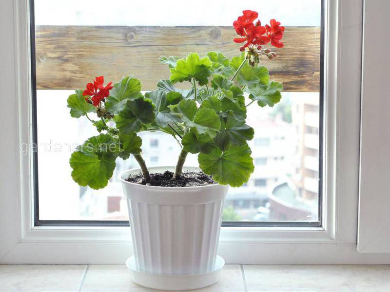 Чому кімнатні рослини частіше хворіють взимку?