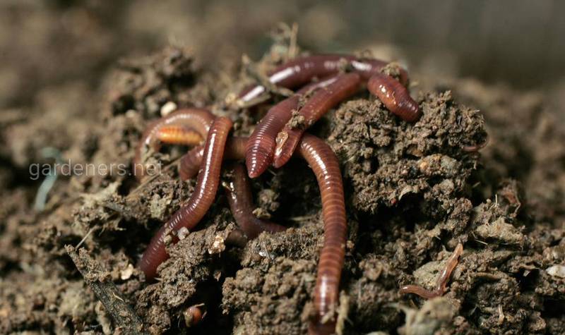 Сад и огород