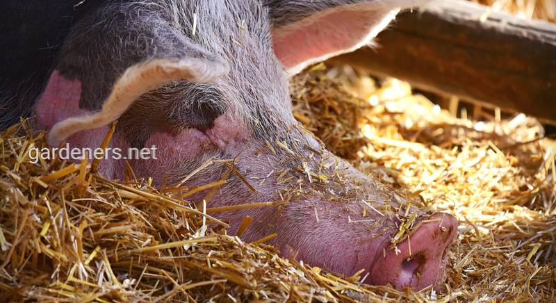 Какие биодобавки и премиксы для свиней существуют